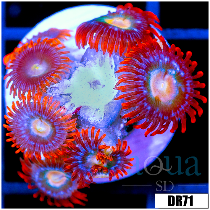 Fire And Ice Zoas