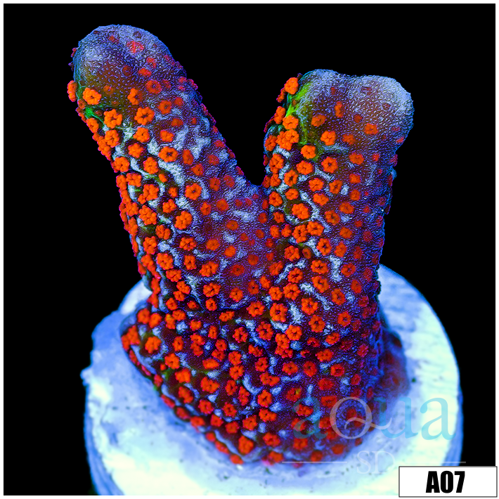 Info Red Montipora Digitata