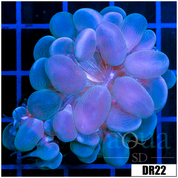 Aussie Large Bubble Coral
