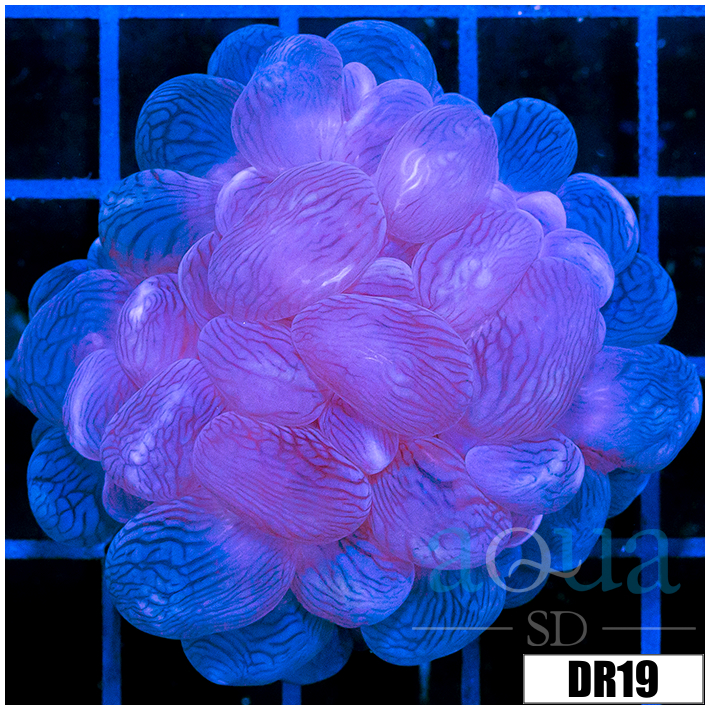 Aussie Large Bubble Coral