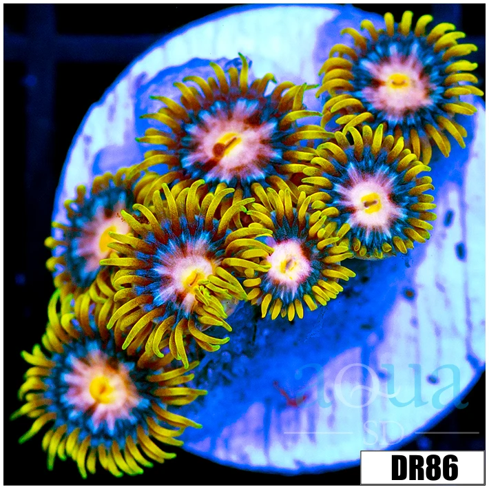 Laser Lemon Zoanthids