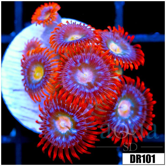 Fire And Ice Zoas