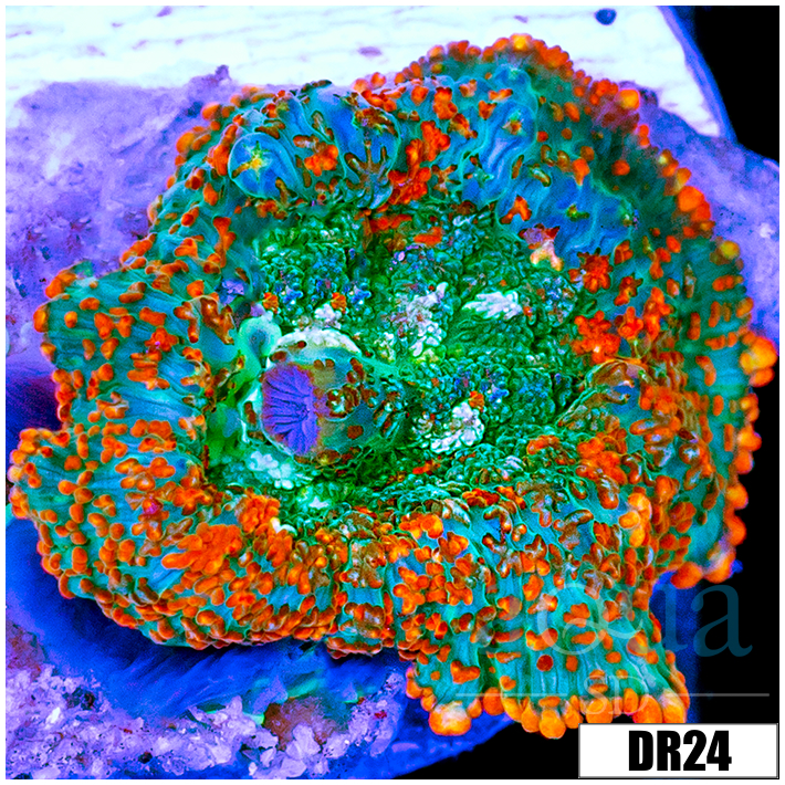 Flaming Rhodactis Mushroom
