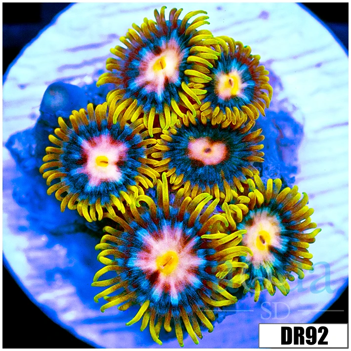 Laser Lemon Zoanthids