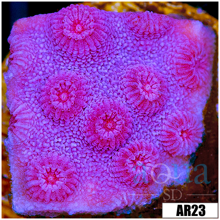 Grape Cyphastrea