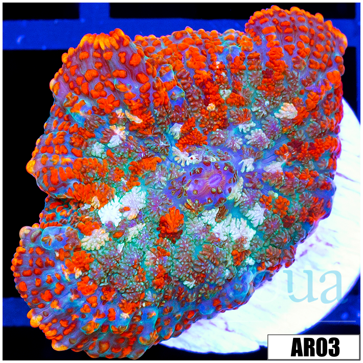 Flaming Rhodactis Mushroom