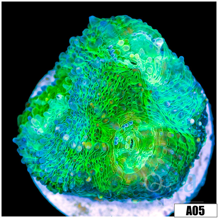 ASD Mint Melt Acan Enchinata