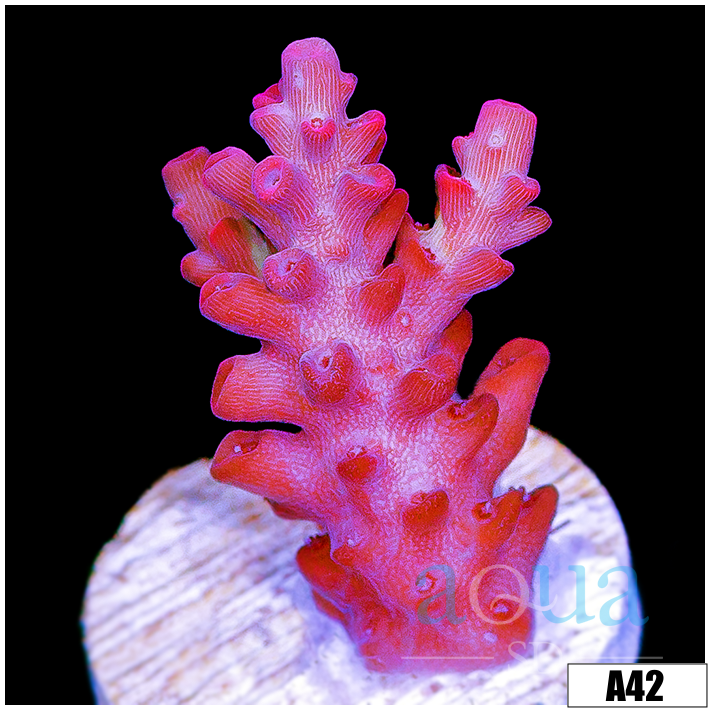 Strawberry Tort Acropora