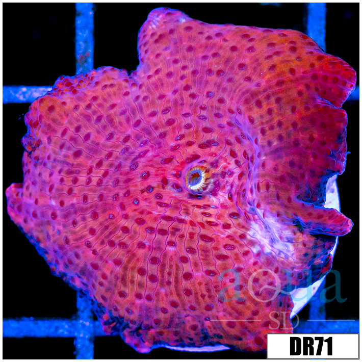 Spotted Discosoma Mushroom