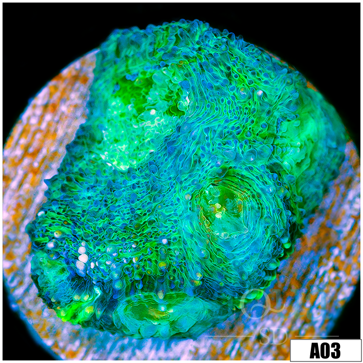 ASD Mint Melt Acan Enchinata