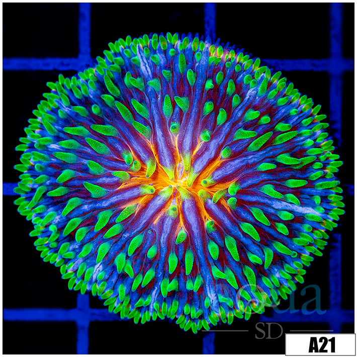 ASD Master Plate Coral