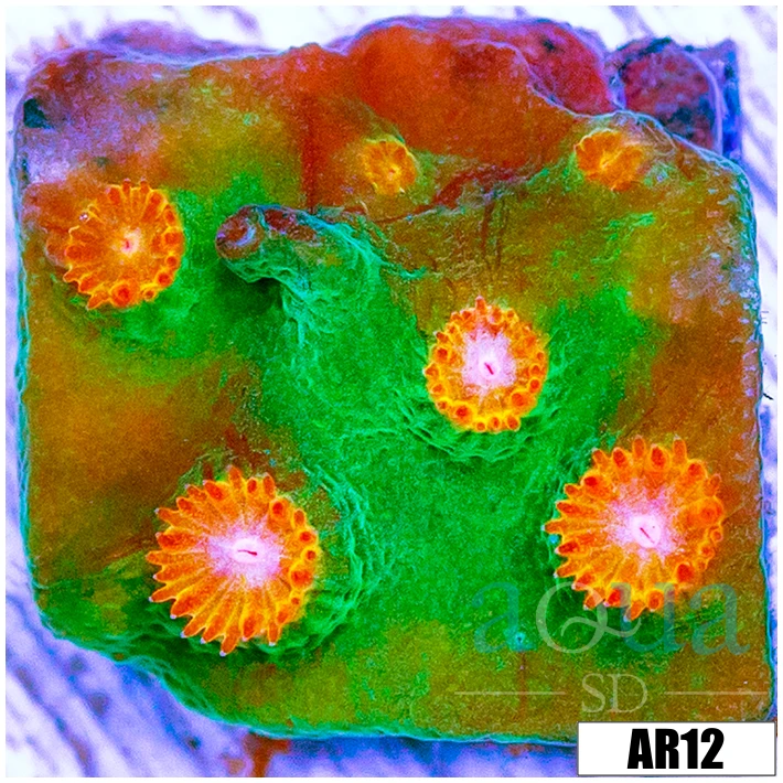 Meteor Shower Cyphastrea