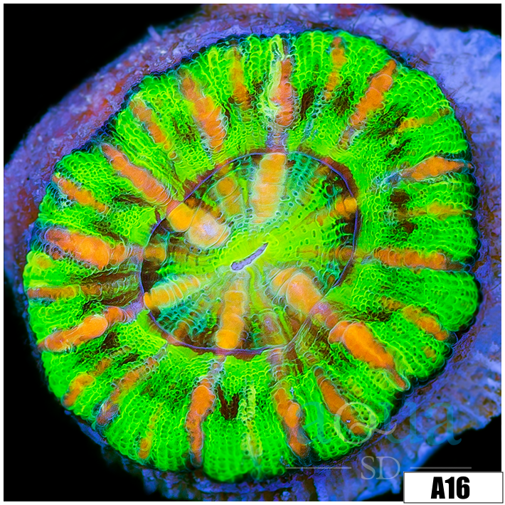 Aussie Green Button Scoly