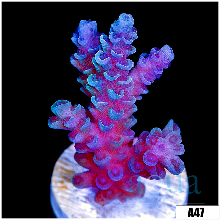 Iceberg Tort Acropora