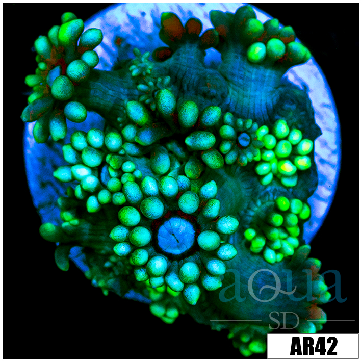 Neon Star Goni