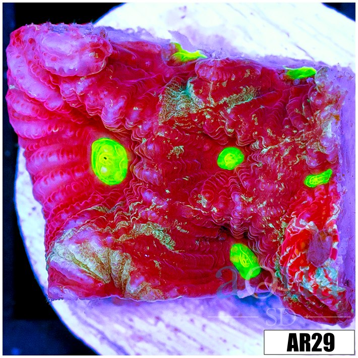 Grafted War Coral Favia