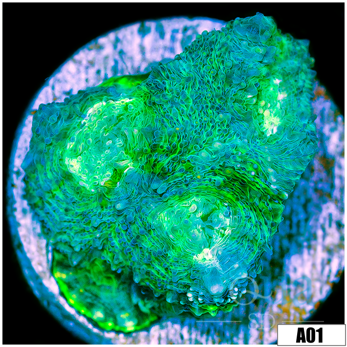 ASD Mint Melt Acan Enchinata