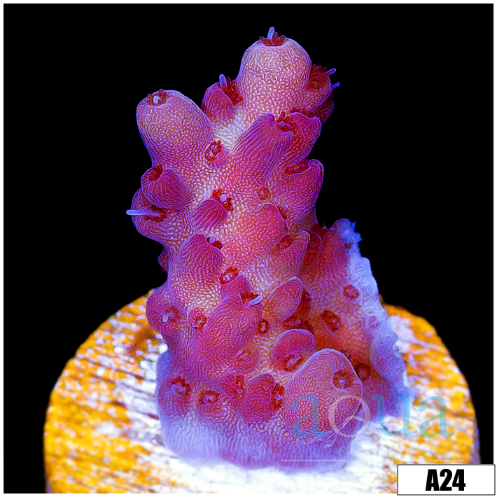 Strawberry Tort Acropora