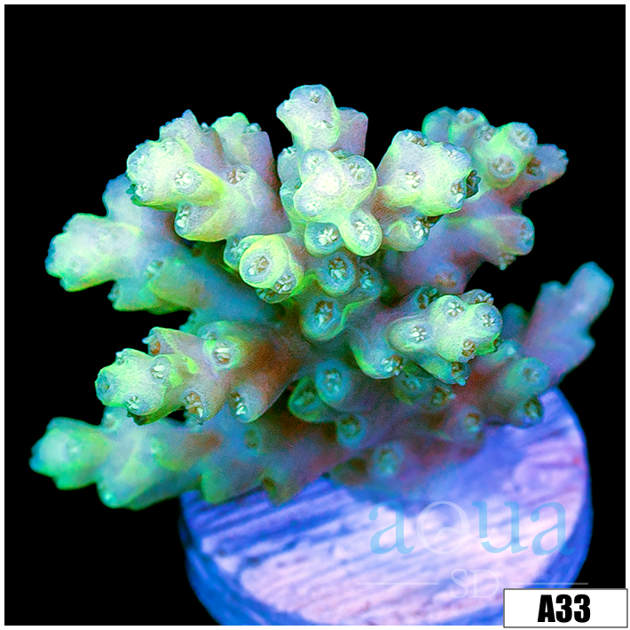 Honeydew Acro