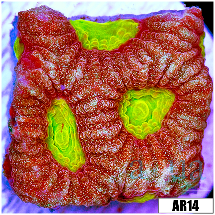 Acid Eyes Favia
