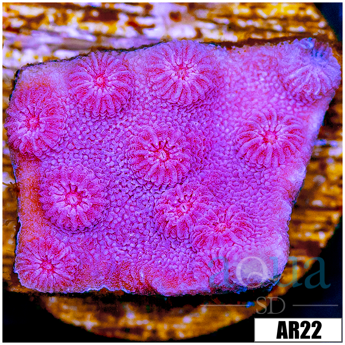 Grape Cyphastrea