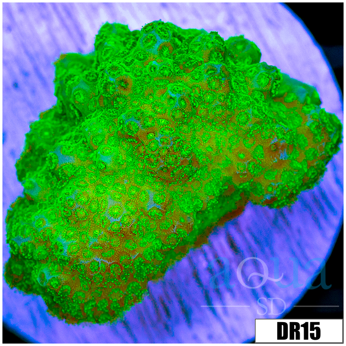 Nuclear Poccilopora