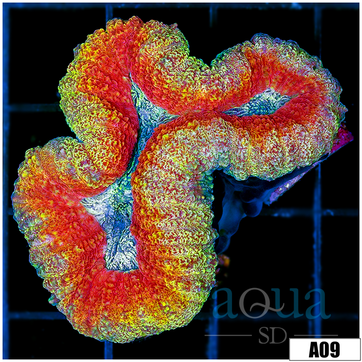 Ultra Sparkle Lobophyllia