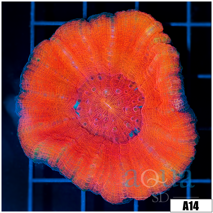 Molten Red Scolymia