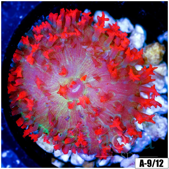 Saint Thomas Mushroom