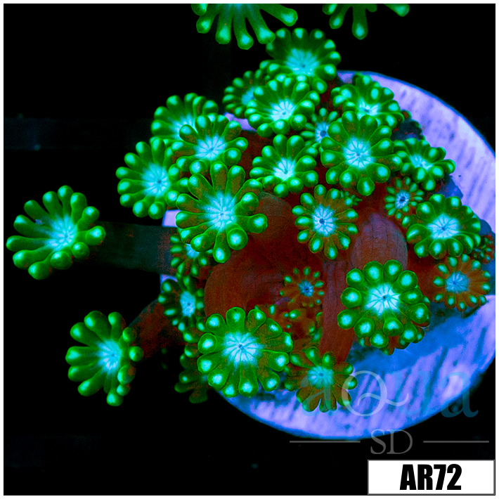 Green Petals Alveopora