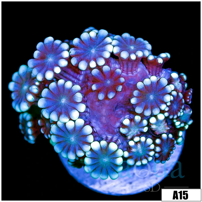 Ice Flower Petals Alve