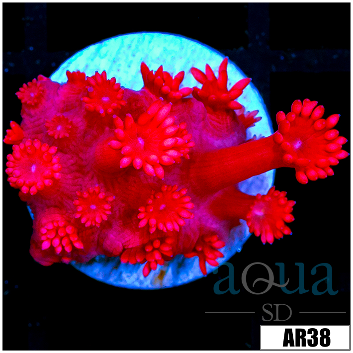 Indo Cultured Ultra Red Goni