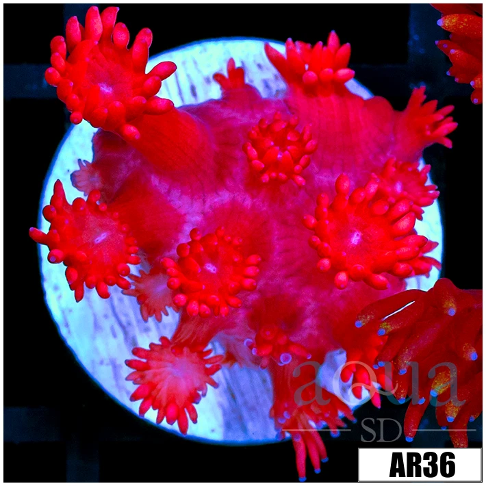 Indo Cultured Ultra Red Goni