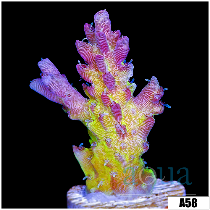 Daydream Acropora