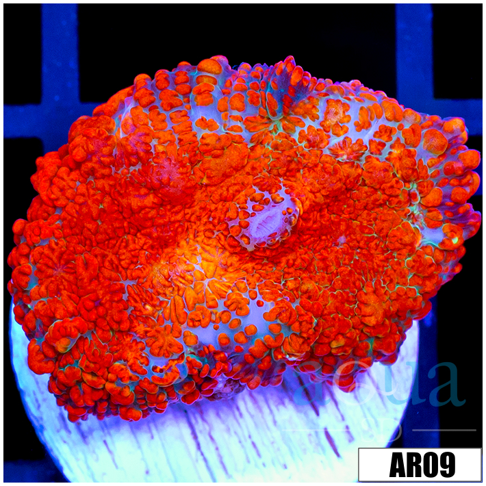 Flamethrower Rhodactis Mushroom