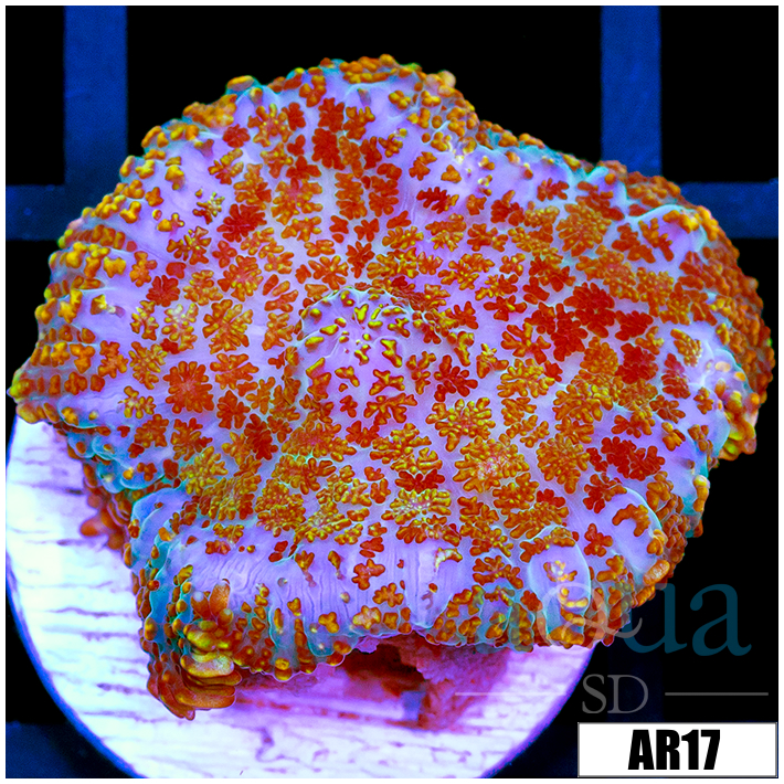 Rainbow Speckled Rhodactis Mushroom