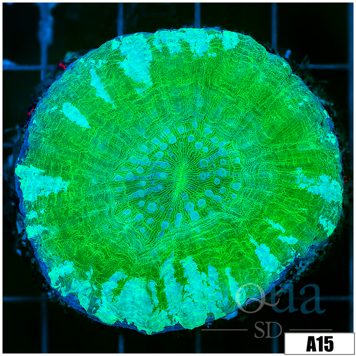 Icy Mint Scoly