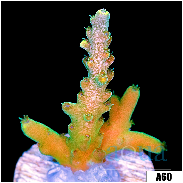 Honeydew Acro