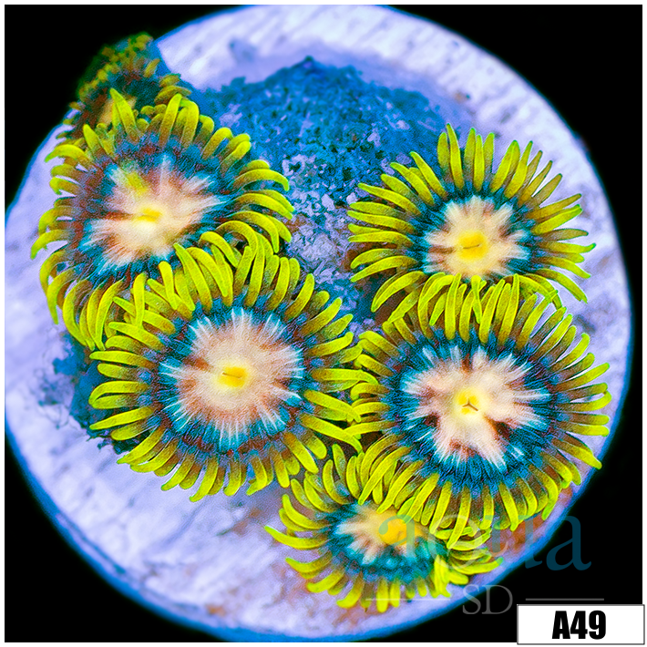 Laser Lemon Zoas