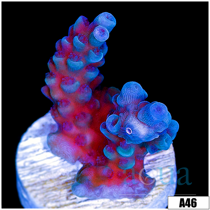 Iceberg Tort Acropora