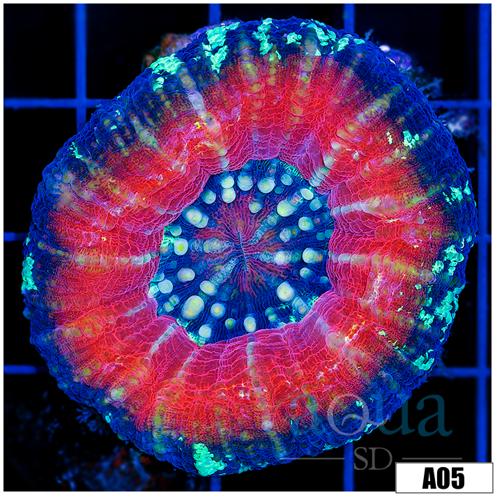 Peppermint Scoly