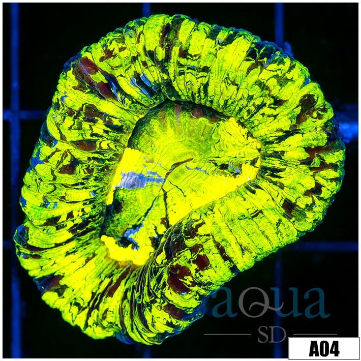 Ultra Aussie Neon Splatter Trachy