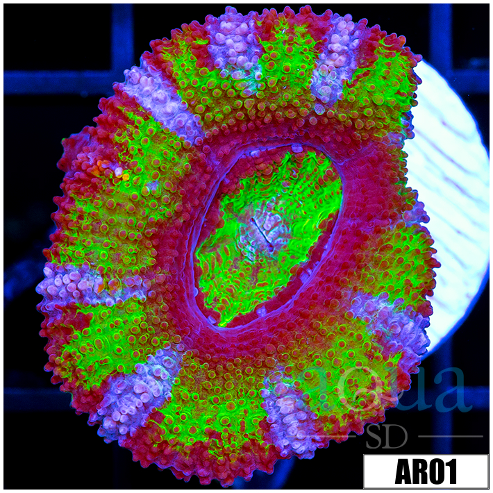 Striped UFO Acan Lord