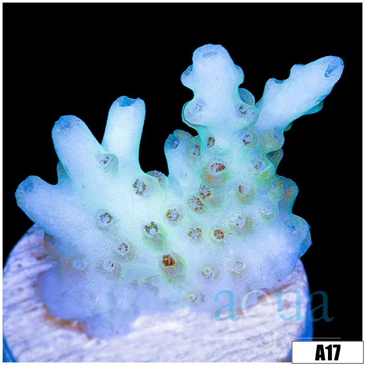 Honey Kiss Acropora
