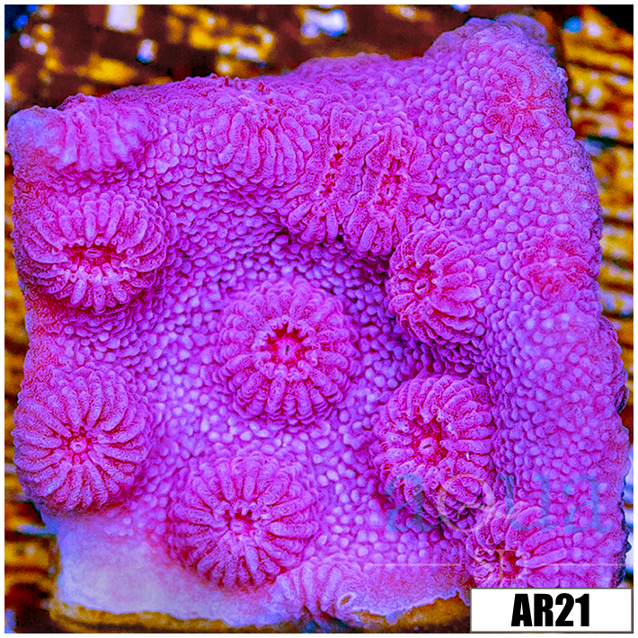 Grape Cyphastrea