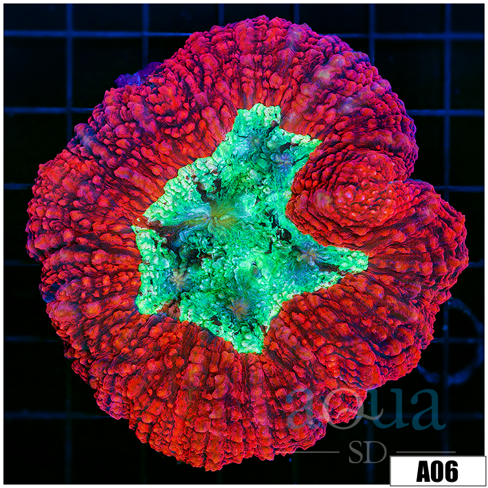 Lava Rim Symphyllia