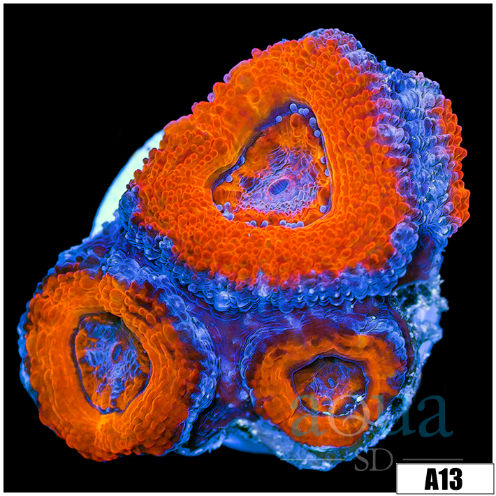 Ultra Red Acan Lord