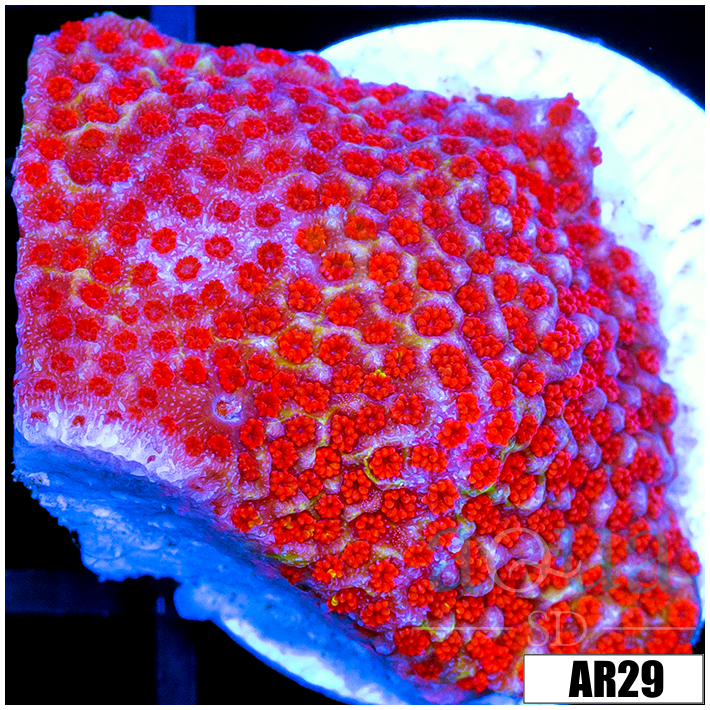 Indo Red Montipora Digitata