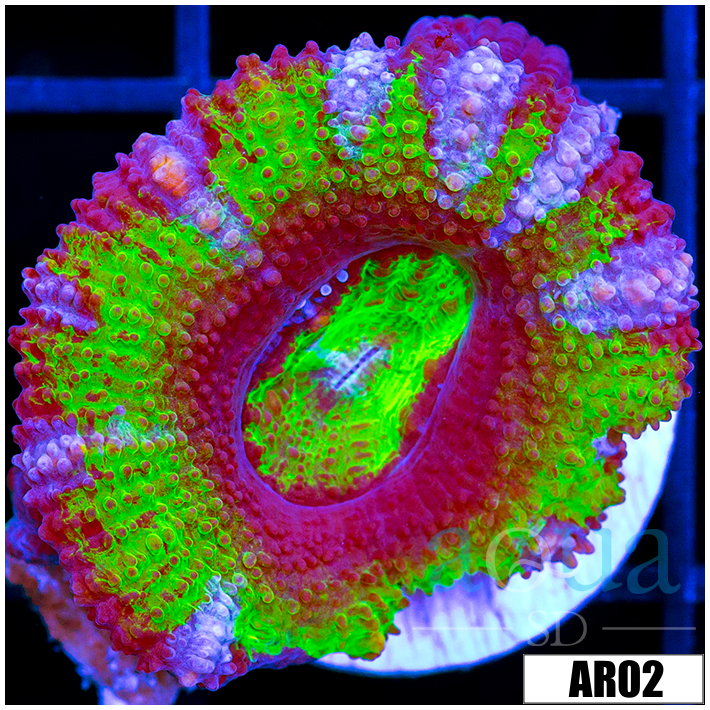 Striped UFO Acan Lord