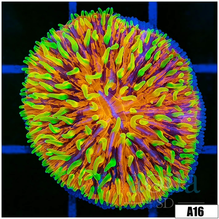 ASD Purple Lemonade Plate Coral